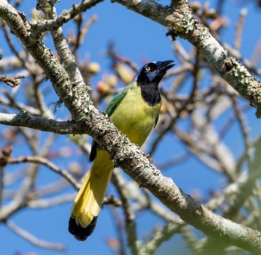 A green blue and black bird, the Green Jay, perched on a branch in the Comitan Highlands in Chiapas.