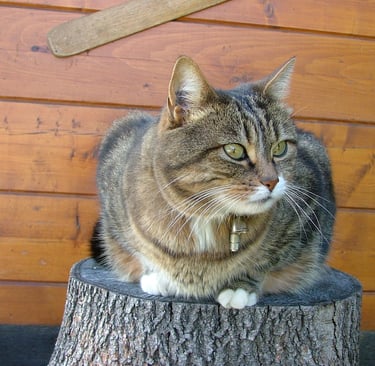 chat tranquille chez lui, visite à domicile, gratouillespourtous 
