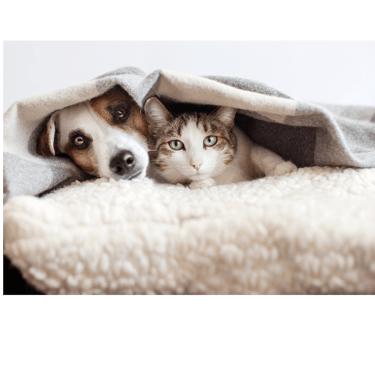 a dog and a cat are laying on a blanket