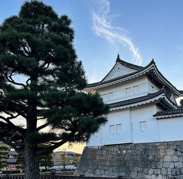 Château de Nijo accompagné d'un cèdre japonais sur le côté