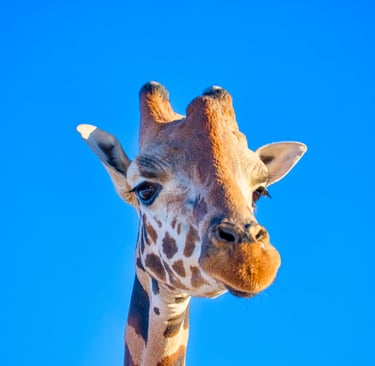 A close-up portrait of a giraffe face and neck against a clear blue sky background.