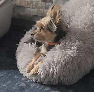 a dog is laying on a dog bed ready for check-in