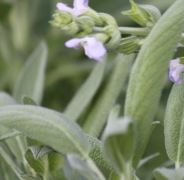 flowering sage signifies natural solutions for peripheral neuropathy in Basalt, CO