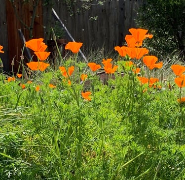 green California poppies with their orange flowers glowing in the sun