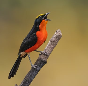 Foto van een Yellow-crowned Gonolek, een kleurrijke vogel met een opvallende gele kruin en een zwart