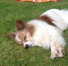 chien communication animale 44 loire atlantique abbaretz derval nort sur erdre
