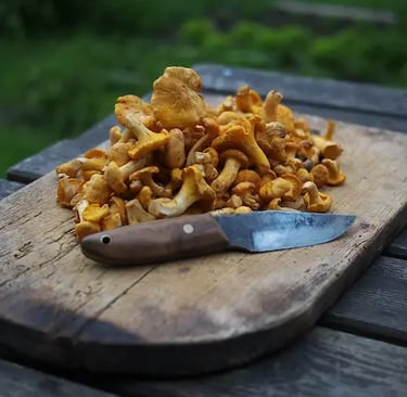 Une poignée de champignons jaunes, posée sur une planche en bois, derrière un couteau rustique.