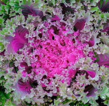 pink-green Ornamental Kale leaves