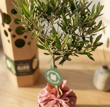 een olijfboom op een tafel