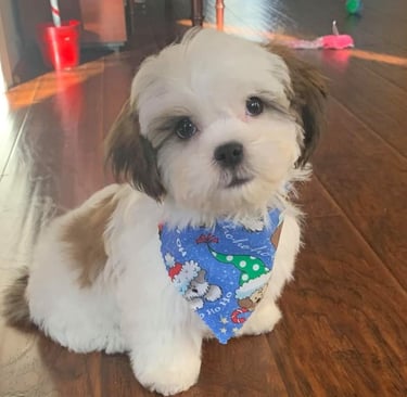 Perfect Paw Pups Mal-Shi Puppy Litter MalShi in Texas Fur Babies