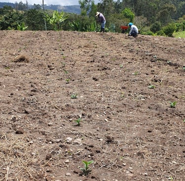 Café recién sembrado