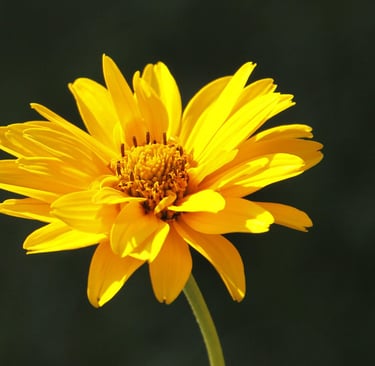 fleur d'arnica 