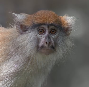 Foto van een Patas Monkey, een slanke aap met een lange staart en een kenmerkende witte baard, vaak 