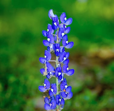 Close-up of a single Texas bluebonnet flower blooming in spring, symbol of Texas wildflowers