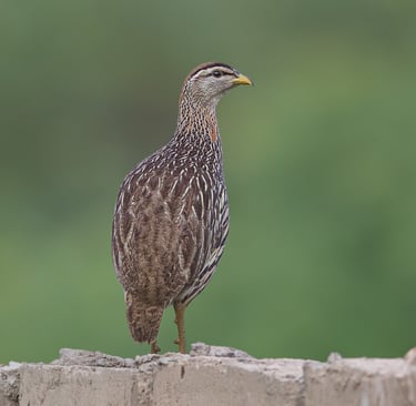 Foto van een Double-spurred Francolin, een bodembewonende vogel met een bruine verenkleed en kenmerk
