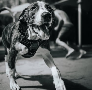 cute puppy