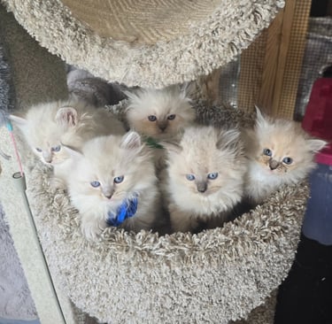 Texas Siberian kittens