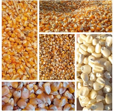 Biggest Maize Yellow Corn Exporters in Pakistan