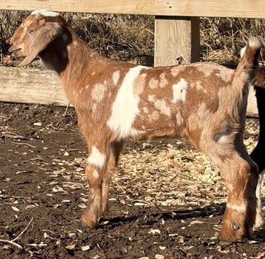 Brown goat with white spots standing near fence 