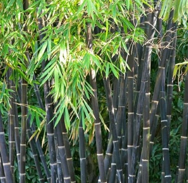 Black Bamboo with green leaves growing in a garden