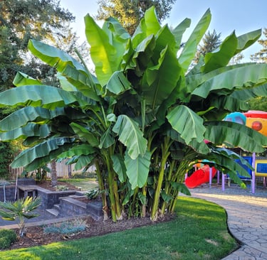 a banana palm in a garden with a playground area
