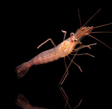 camarao bailarino Lysmata wurdemanni