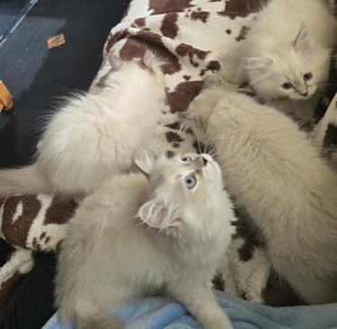 Color Point Hypoallergenic Russian Siberian Forest Cat and kittens