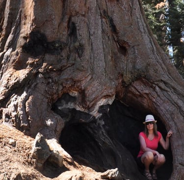 a woman sitting in a hollow in a giant sequoia tree