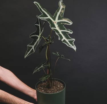 Alocasia sanderiana 'Nobilis'