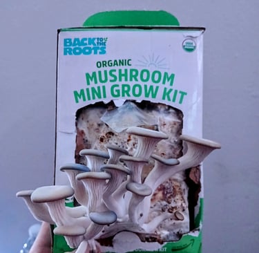 Back to the Roots Organic Mushroom Grow Kit displayed on a countertop, showing the growing block and