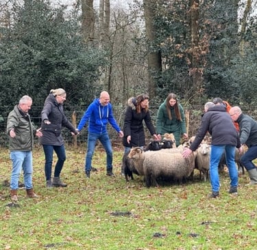 Schapendrijven tijdens een heidag
