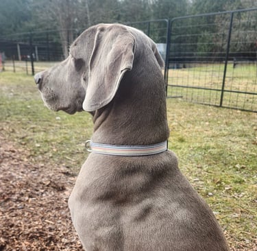 a dog sitting on the ground with a dog in the background