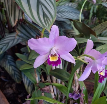 a pink Orchid outside in a tropical environment