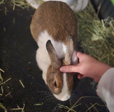 a person holding a rabbit in a cage