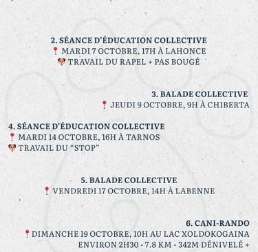 Activité chien
