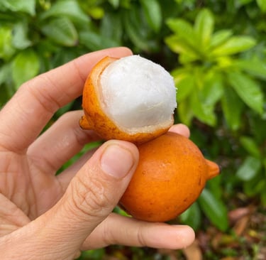 Achacha fruit, peeled and unpeeled, in a person's hand