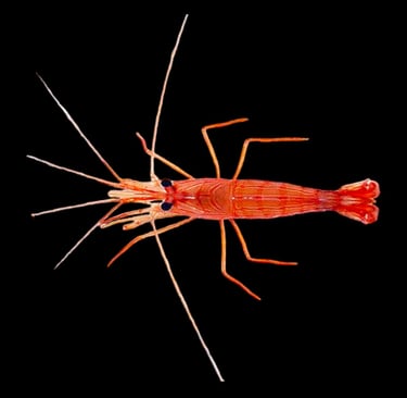 camarao bailarino Lysmata bahia