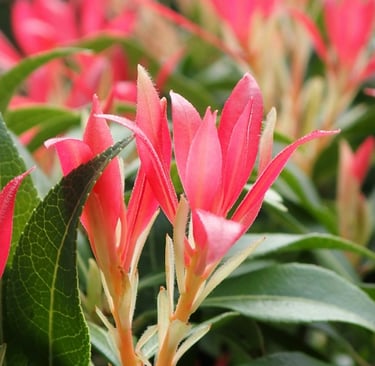 a Pieris bush with red new growth for shade