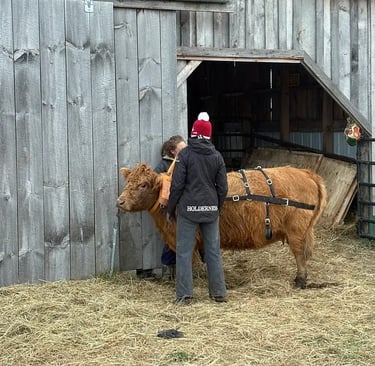 A brown ox wearing a training harness stands outside a wooden barn with two handlers.