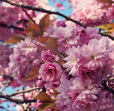Blooming Cherry Flowers