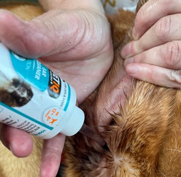 Step 2: Carefully applying Ear cleaning solution into the ear canal