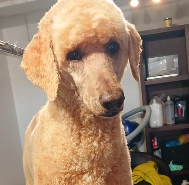 a big poodle standing on a table looking groomed