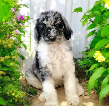 Chiot caniche royal avec un pelage blanc, gris et noir, magnifique et délicat.