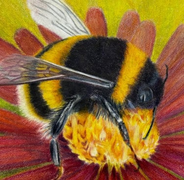 Coloured pencil drawing of a bumble bee on a red flower