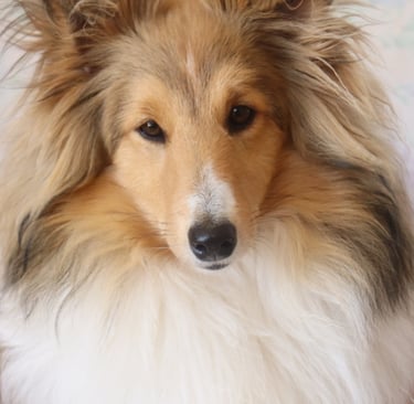 Pastor de las islas de shetland, Maravryan shelties, Shelties de Maravryan, Shetland sheepdog