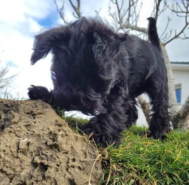 Bébé Schnauzer miniature noir