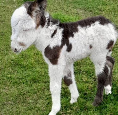 Oreo - pet donkey
