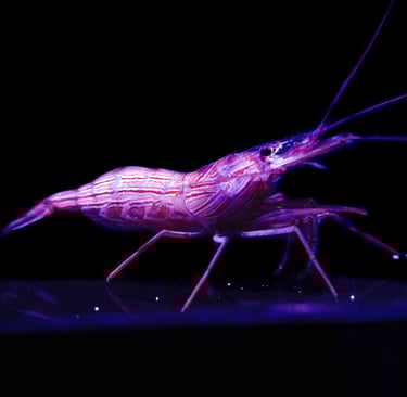 camarao bailarino Lysmata boggessi