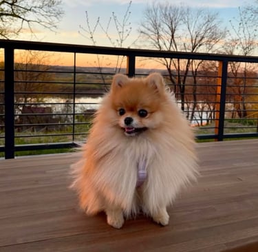 pomerania en buenos aires