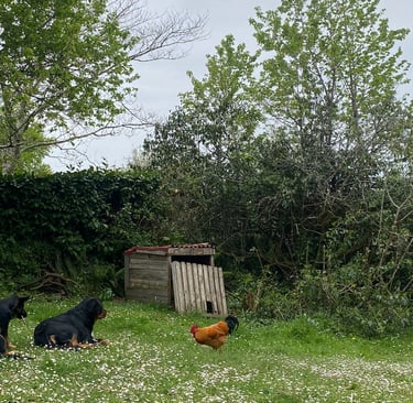 Ferme de Belon animaux CBD
